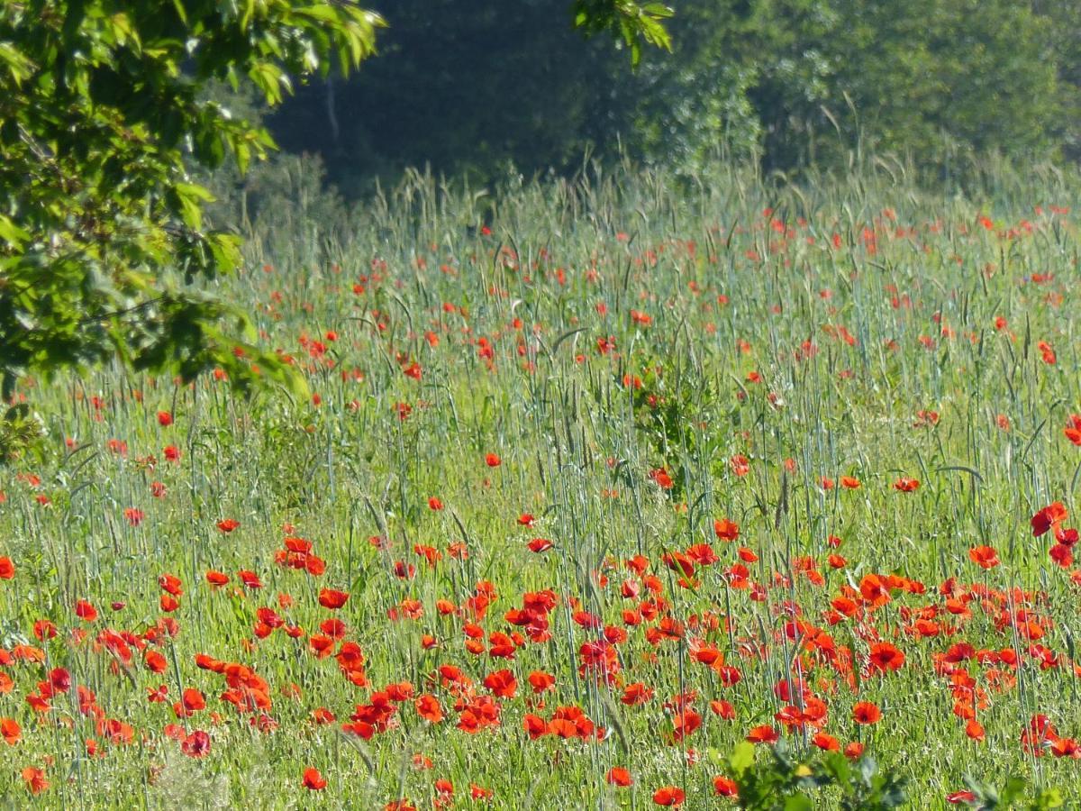 Au Ptit Coquelicot Villa Houyet Eksteriør billede